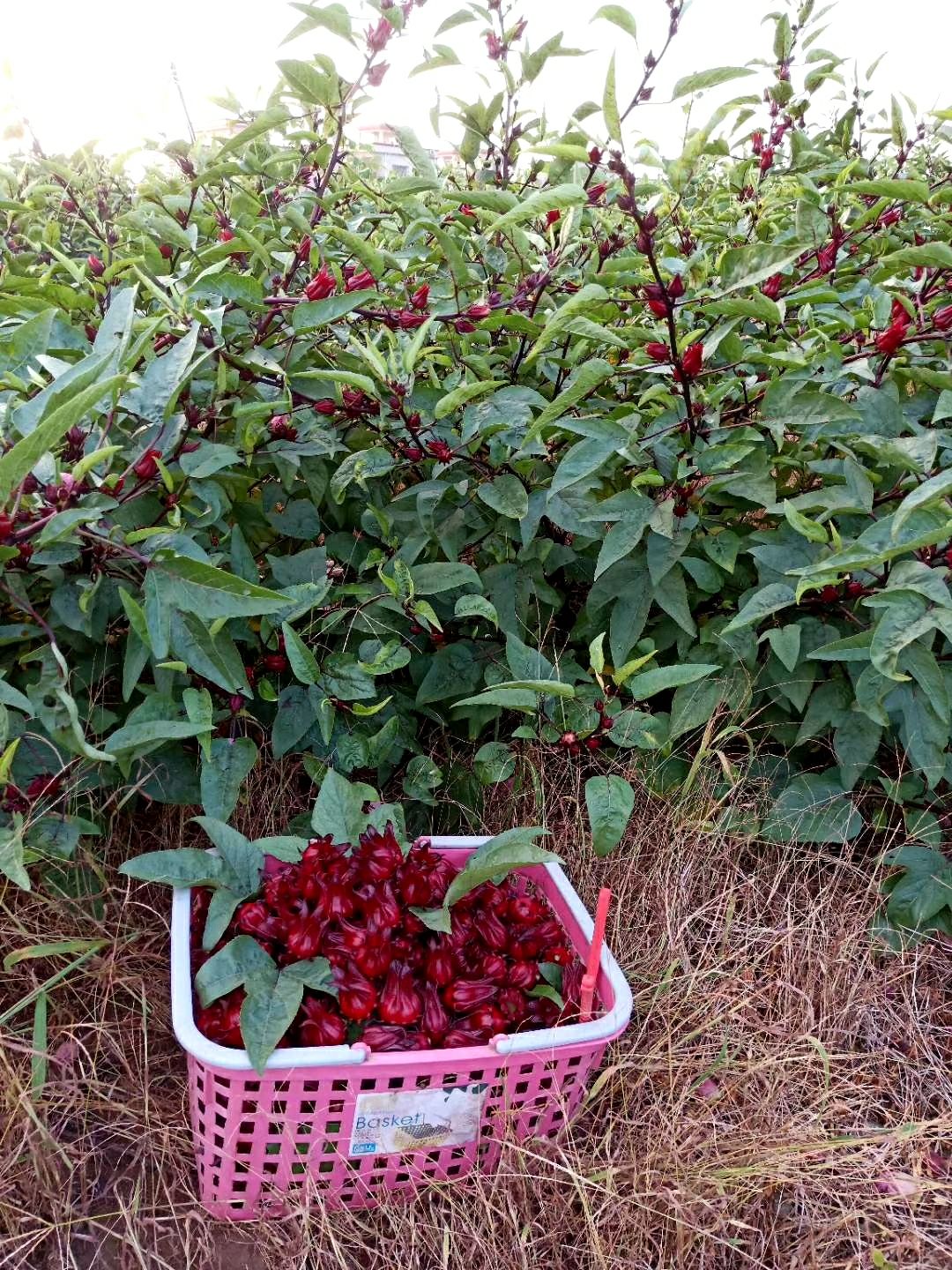红桃k的种植方法图片图片