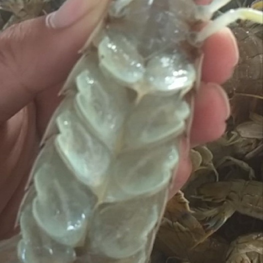 荣成市 皮皮虾 虾爬