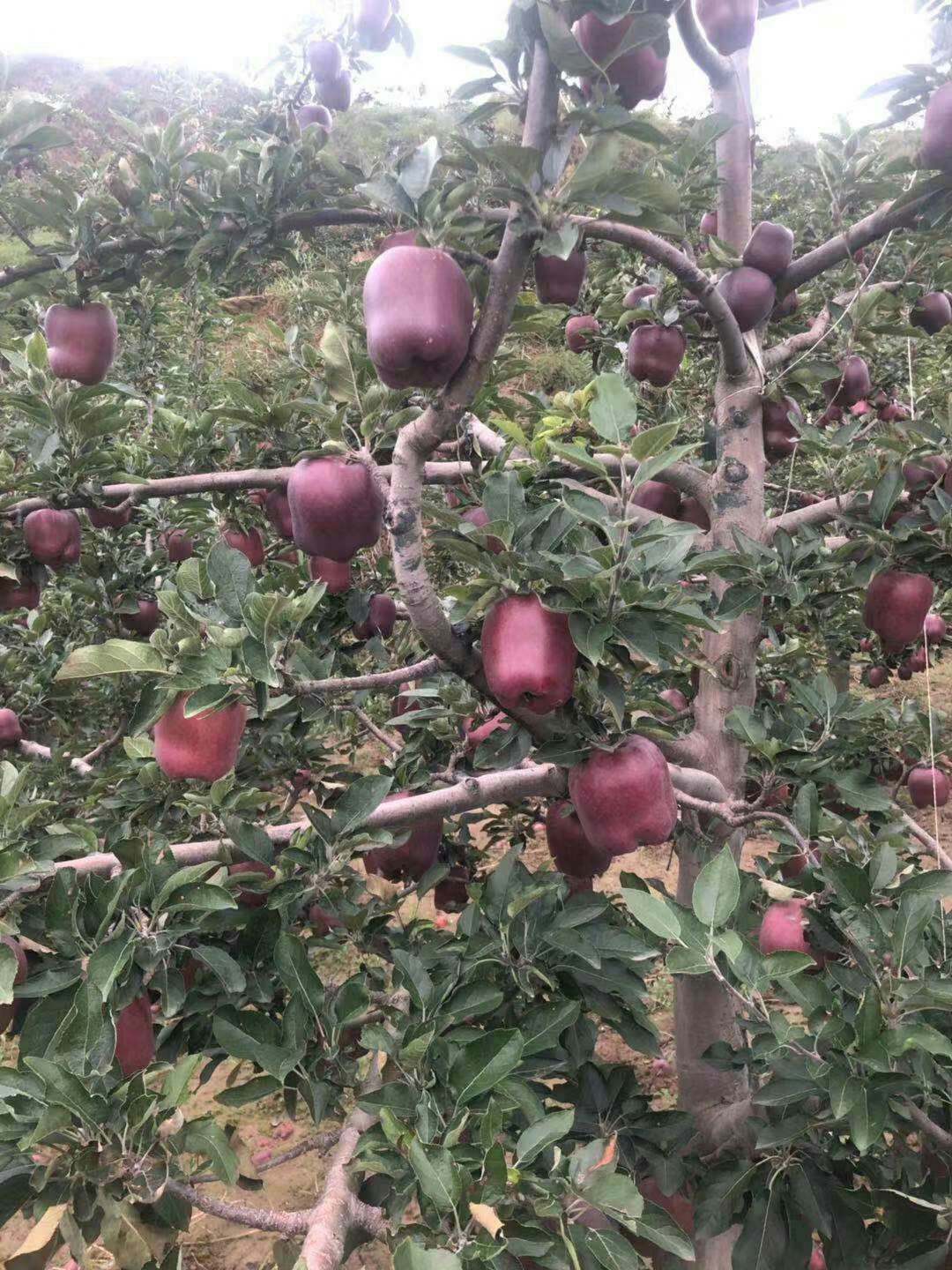  甘肃天水花牛苹果