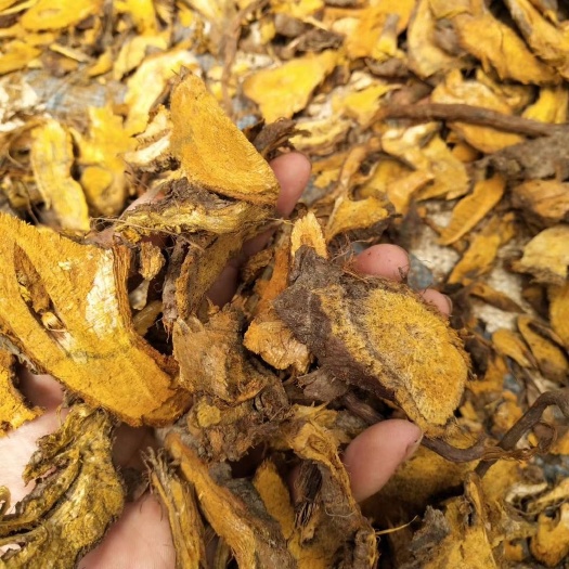 富川县 精品虎杖