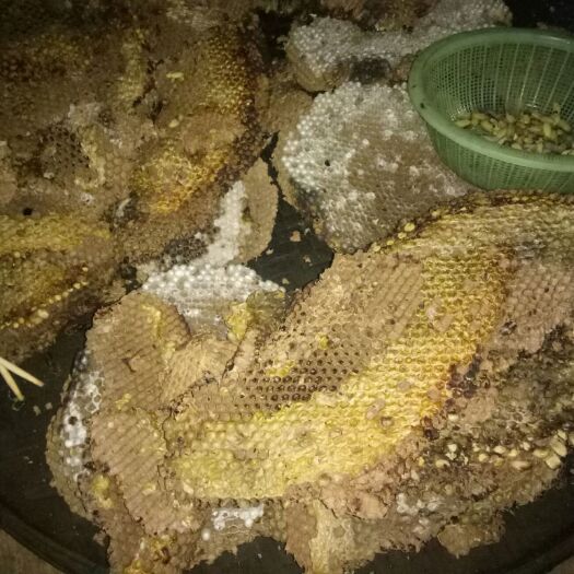 勐海县马蜂 上山找来的味