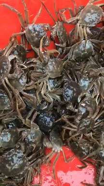 盘山县 盘锦河蟹，人工养殖