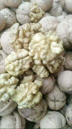 汾阳市 种苗香玲嫁接薄皮核桃苗当年挂果虫害少好管理耐旱包成活包邮