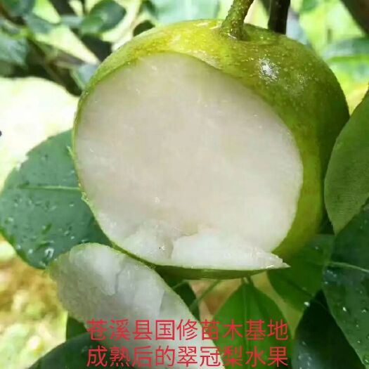 苍溪县翠冠梨苗  早熟梨树苗 脆甜肉细 公司直批品种保证  技术支