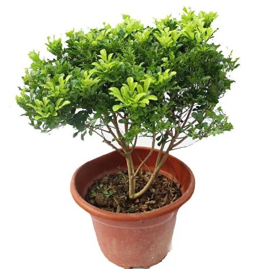 沭阳县 自产- 四季米兰花苗假一赔十  驱蚊虫植物 芳香浓郁 净化