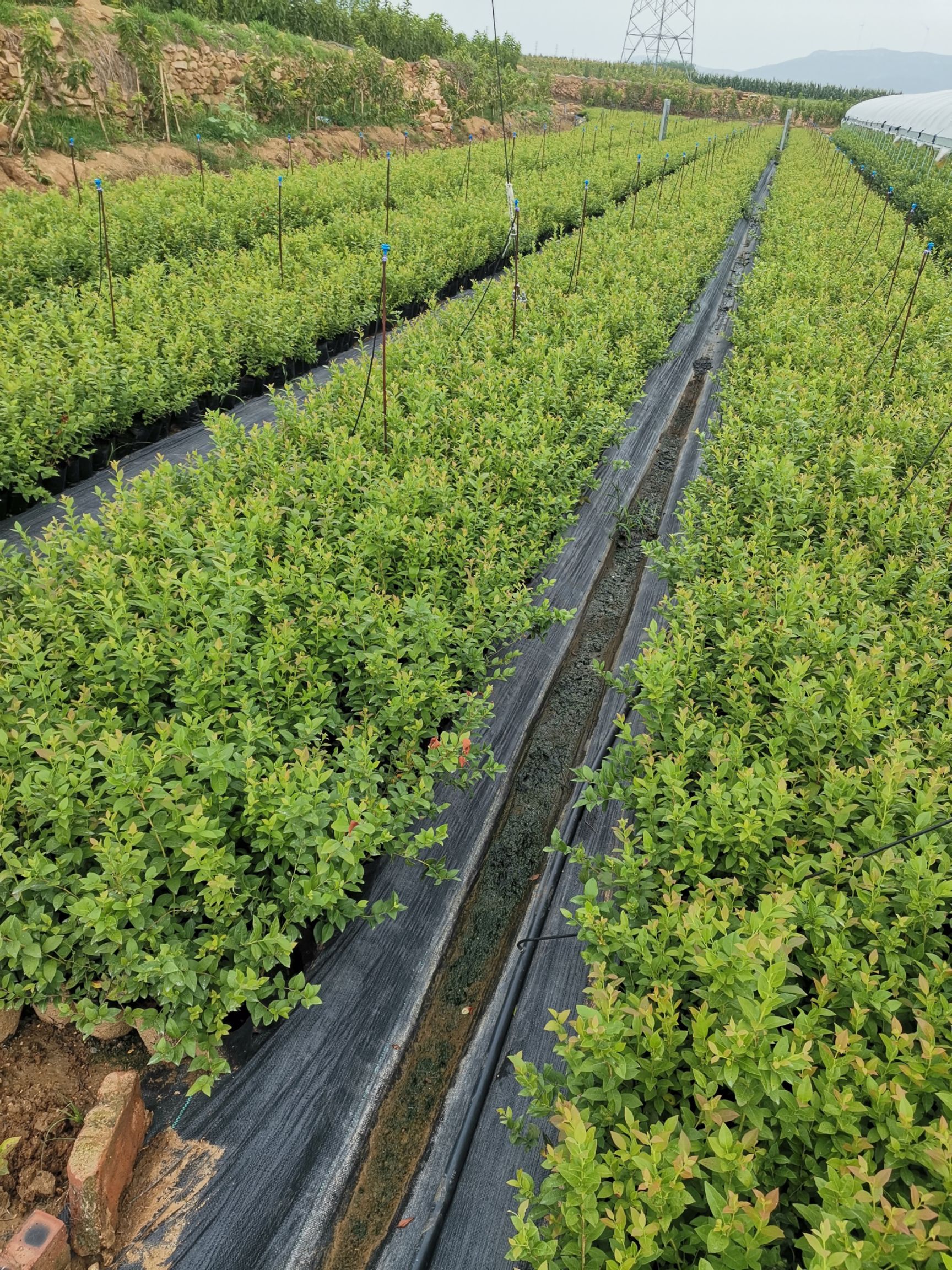 薄雾蓝莓苗 薄雾蓝莓苗价格 薄雾蓝莓苗多少钱