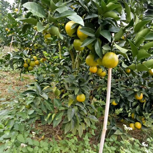 廉江市廉江红橙 本家自中 果种光滑 甜口 水多皮薄