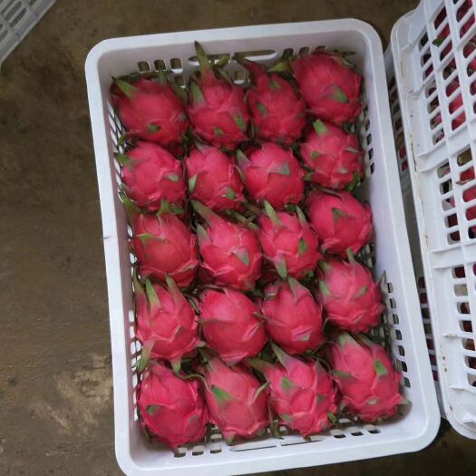 湛江金都一号火龙果 小（5两以下）