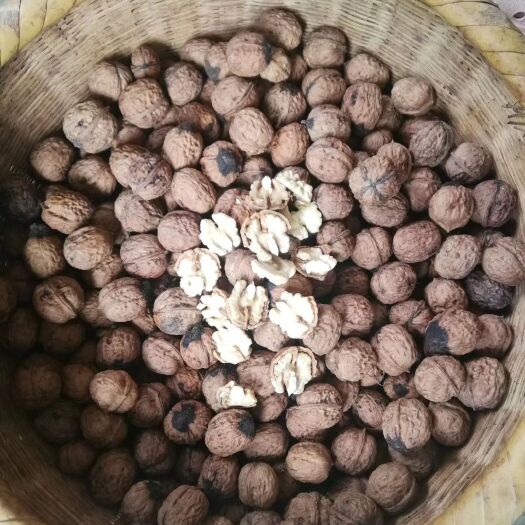 鲁甸县 云南老树核桃，味道纯正，大量上市，欢迎订购
