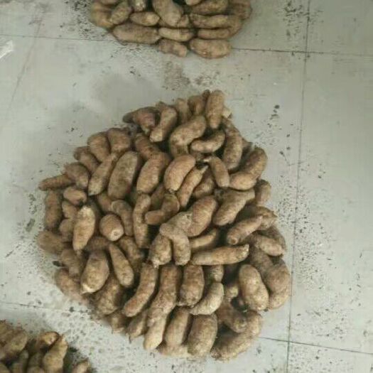 秭归县 大量出售高山天麻