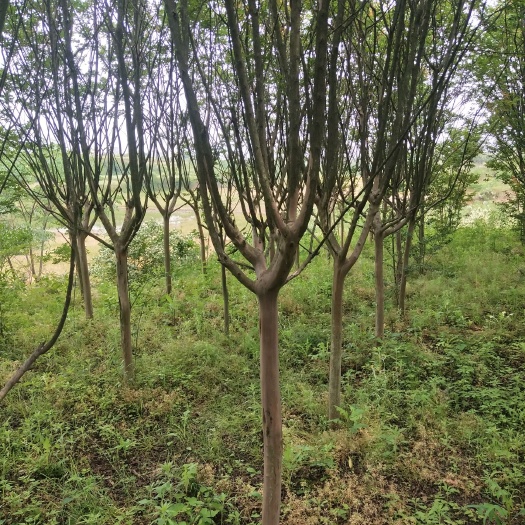 九江大量供应1至10公分紫薇