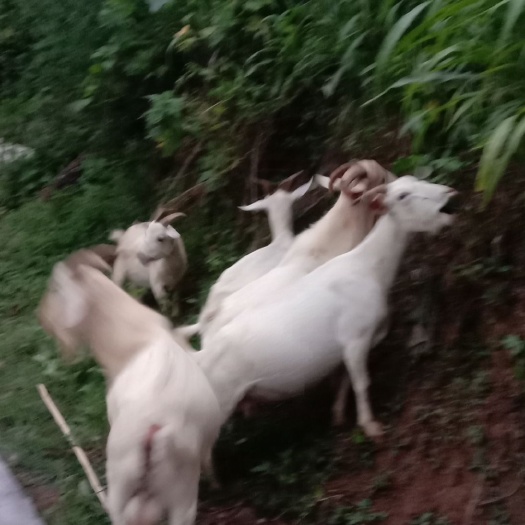 凤凰县自养本地山羊，毛羊出售