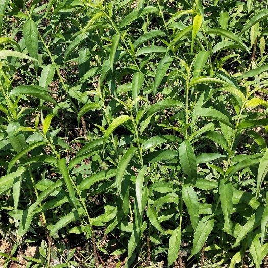 南阳桃树苗，毛桃苗，嫁接桃树苗