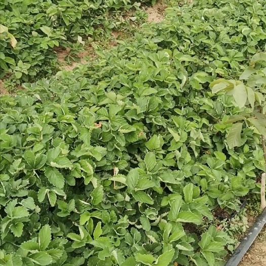 泰安宁玉草莓苗价格 宁玉草莓苗多少钱一棵 宁玉草莓苗批发