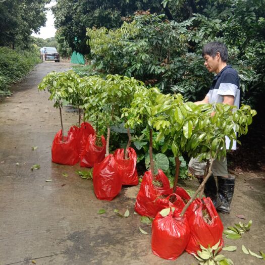 基岗仙进奉荔枝苗 荔枝袋苗仙进奉，带泥发货，阳台种植