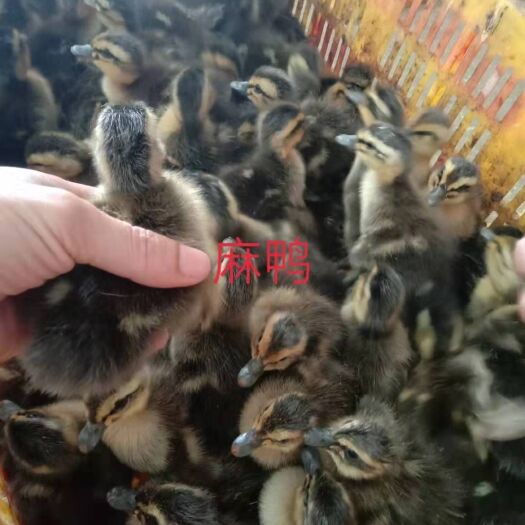 南宁麻鸭苗