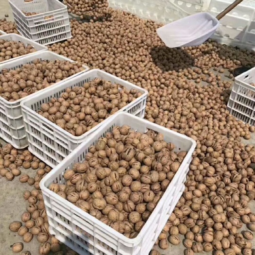 南漳县山核桃 绿色有机食品，绿色无公害
