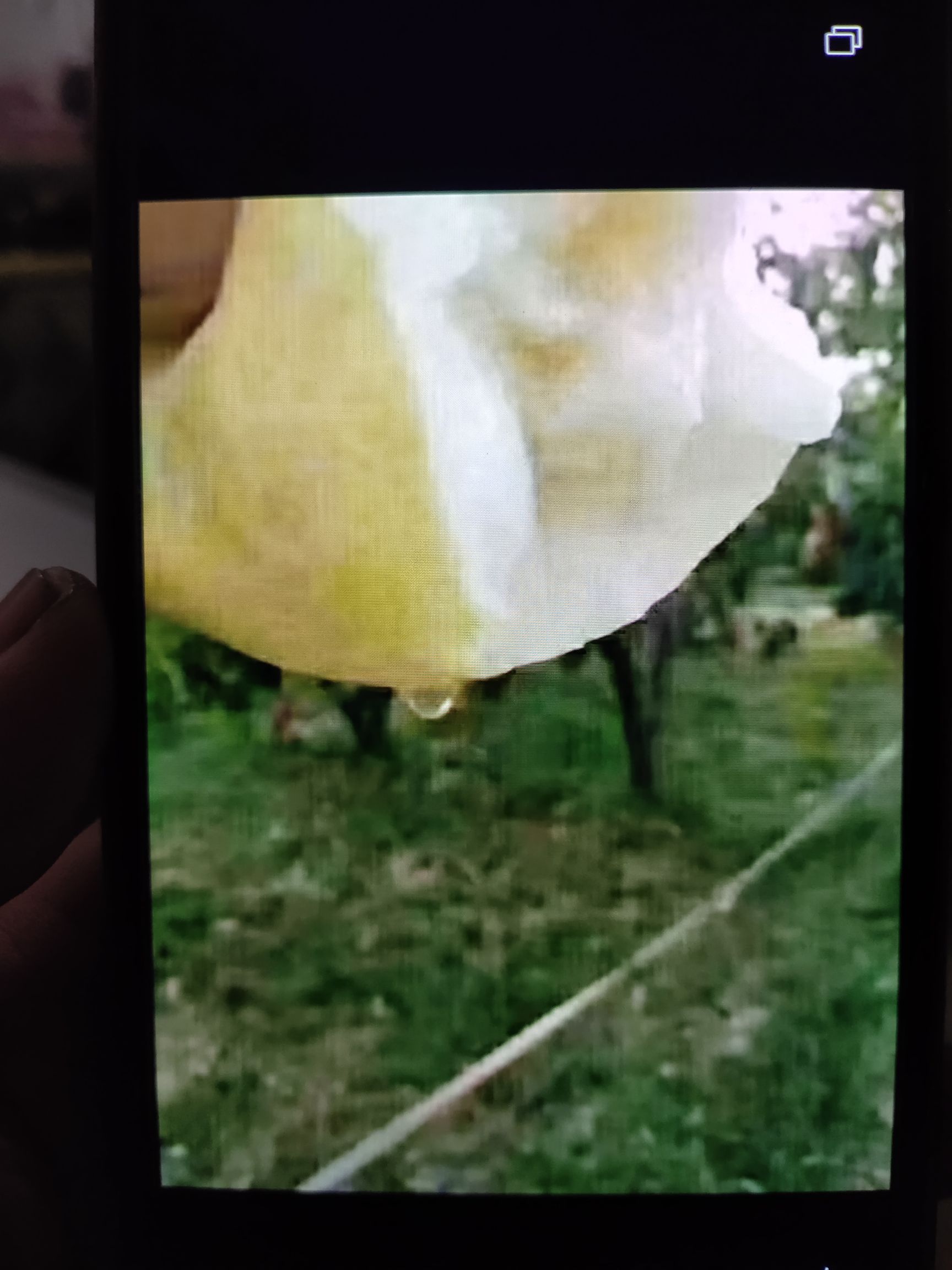  清徐脆梨