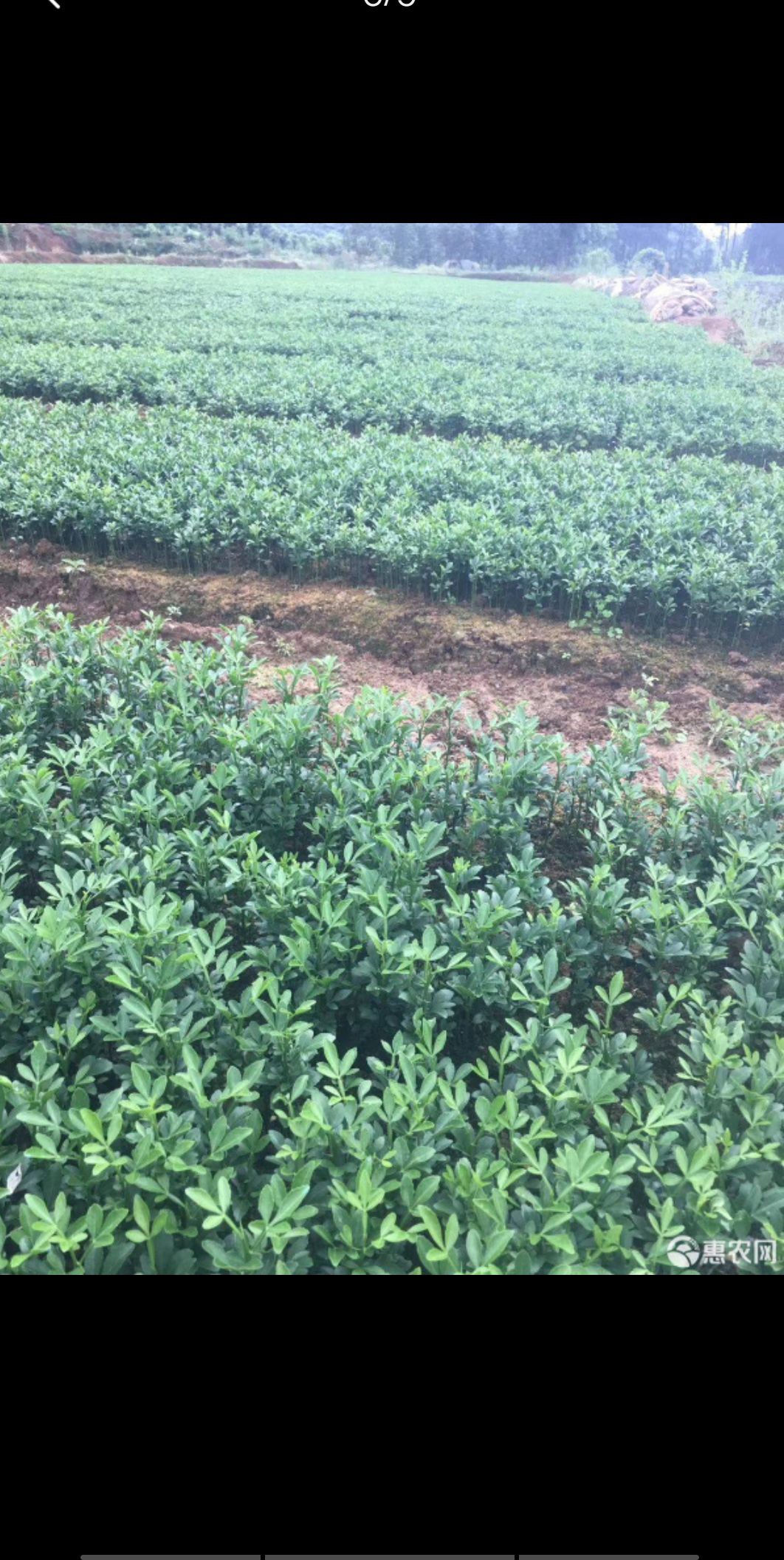 枸橘苗  枳壳新苗 枳壳小苗 枳壳芽苗 枸橘芽苗 枸橘芽苗可以坐地嫁接