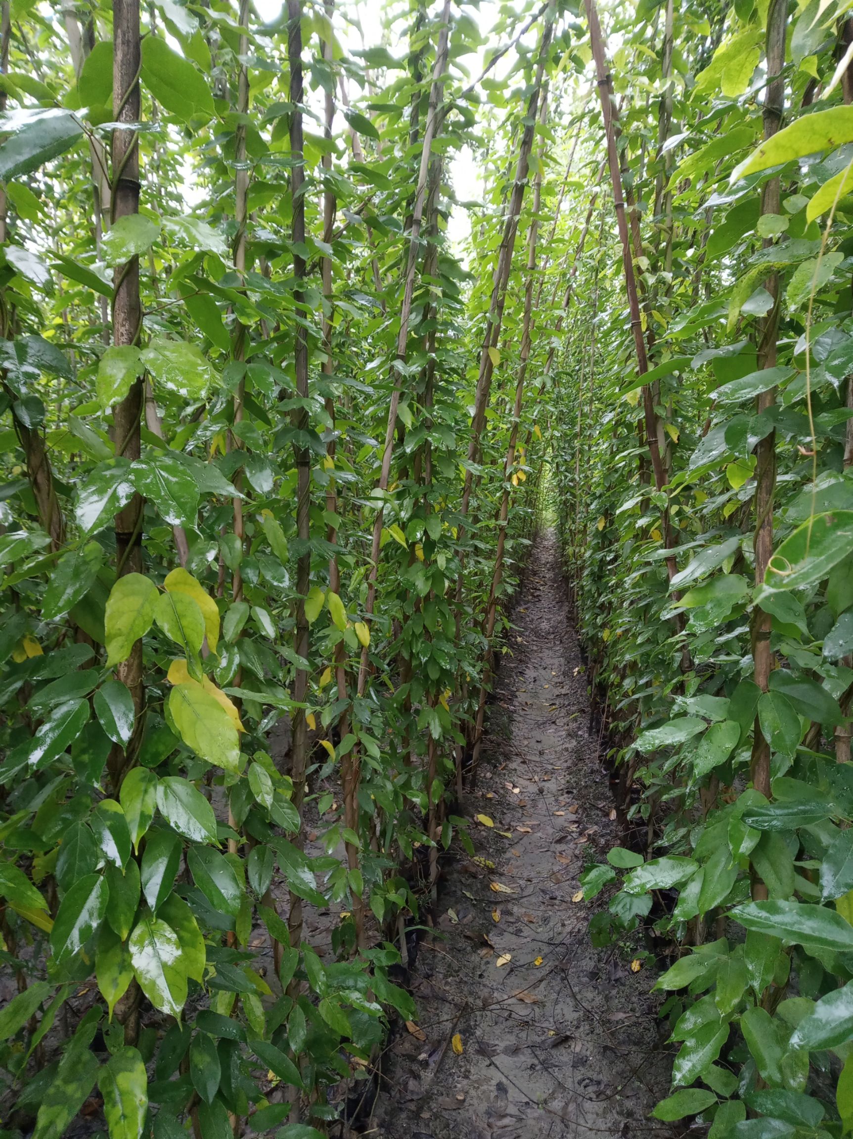 4-5米长油麻藤牛马藤花杯苗袋苗批发