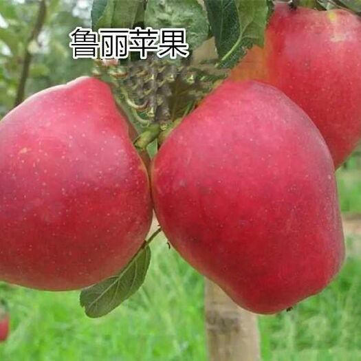 平邑县 鲁丽苹果苗嫁接苗早熟全红无需套袋