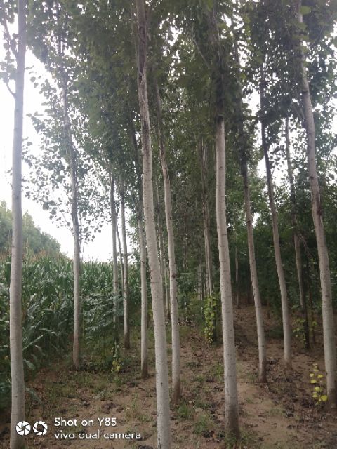  金秋冬春大量供应，3－12国槐，毛白杨，金枝槐，金叶榆，