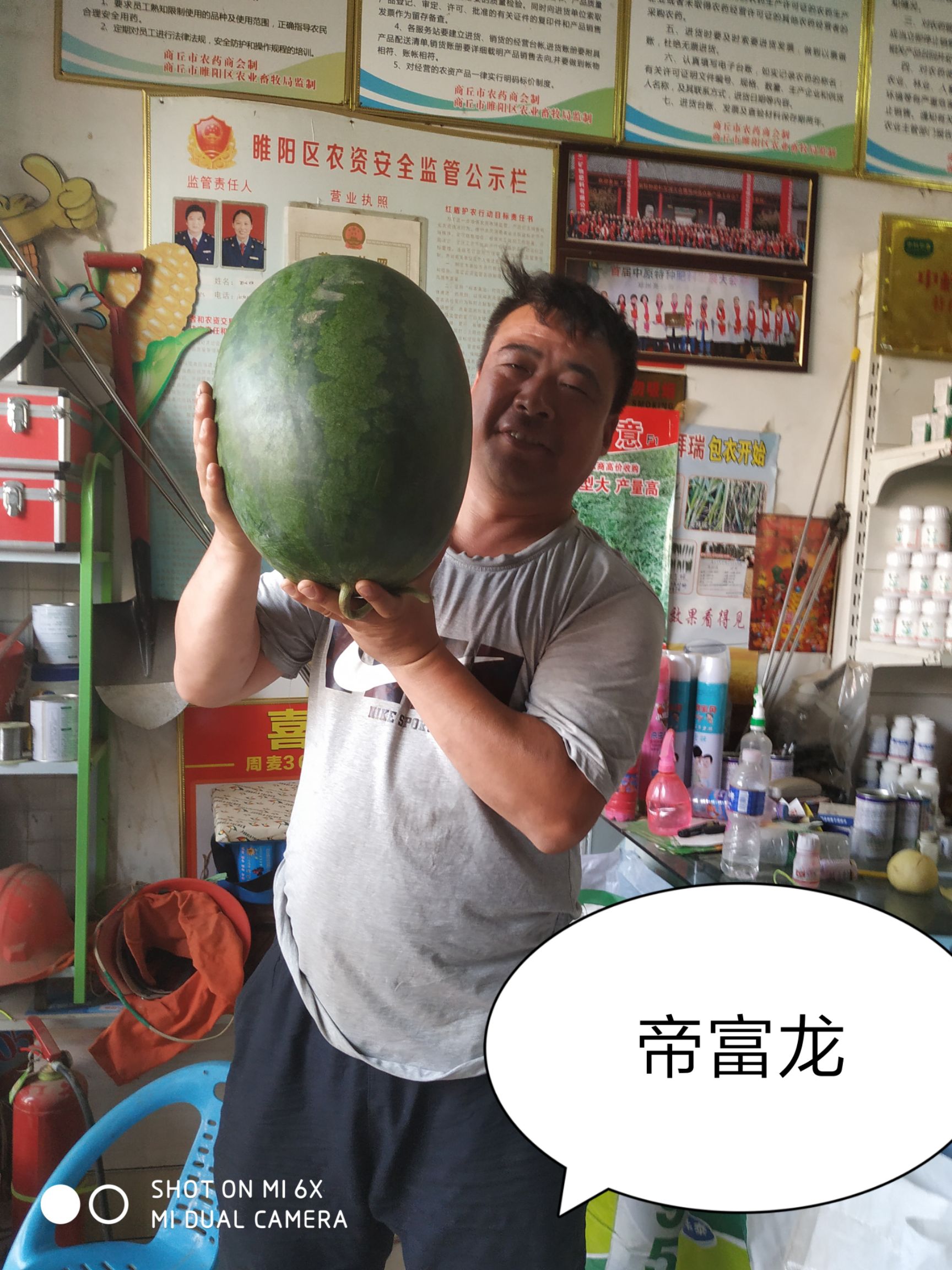 龙卷风西瓜种子  帝富龙耐重茬瓜码密易做果