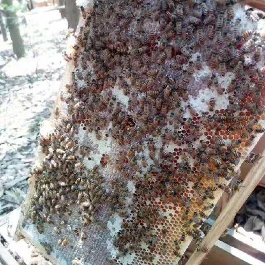 灵山县 蜂蜜、土蜂蜜