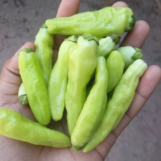 南华县红泡椒  小米泡椒，需要的老板联系，谢谢！