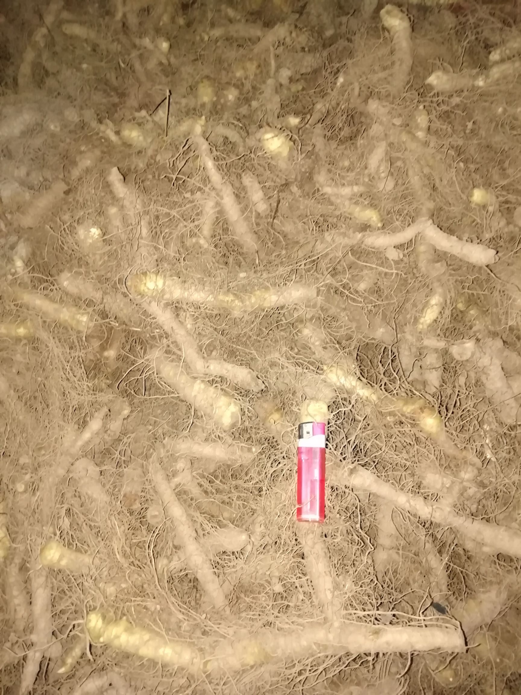 湘玉竹 2到3年的货品比较多