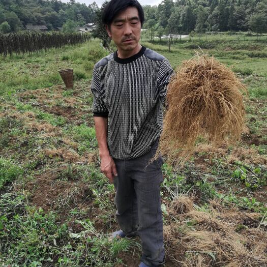 务川县贵州高山无污染缬草精油种植基地