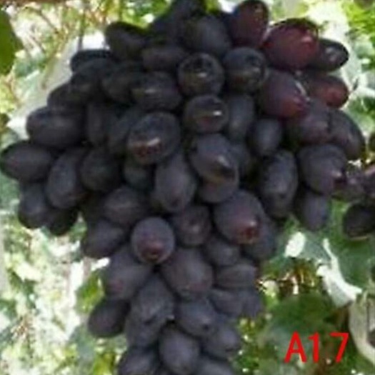 饶阳县 现摘A17葡萄