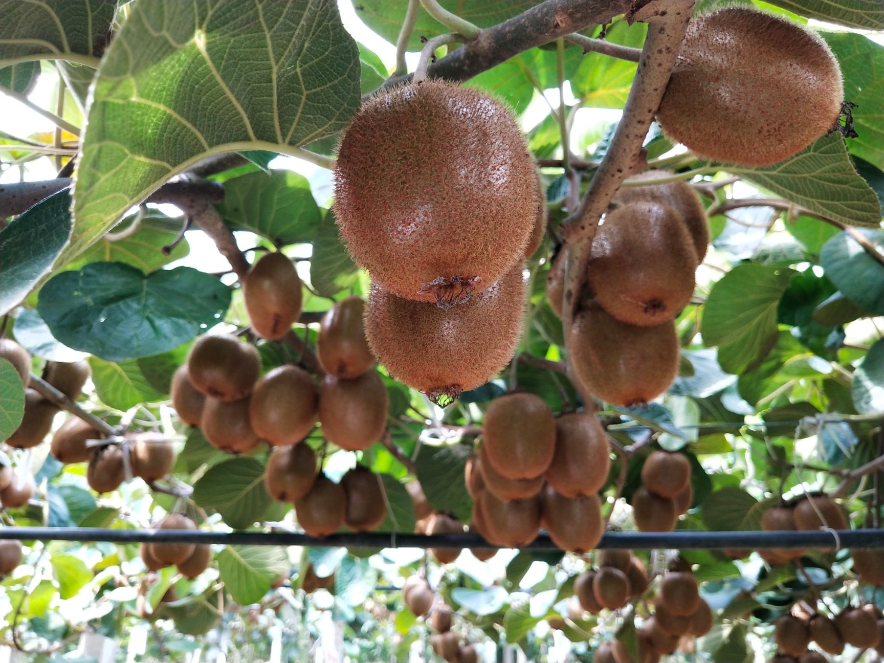 徐香猕猴桃 “
绿色水果，，天然的VC🥝🥝🥝