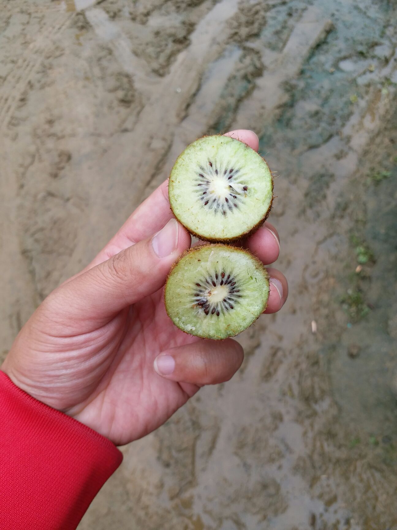  天然野生浓香猕猴桃