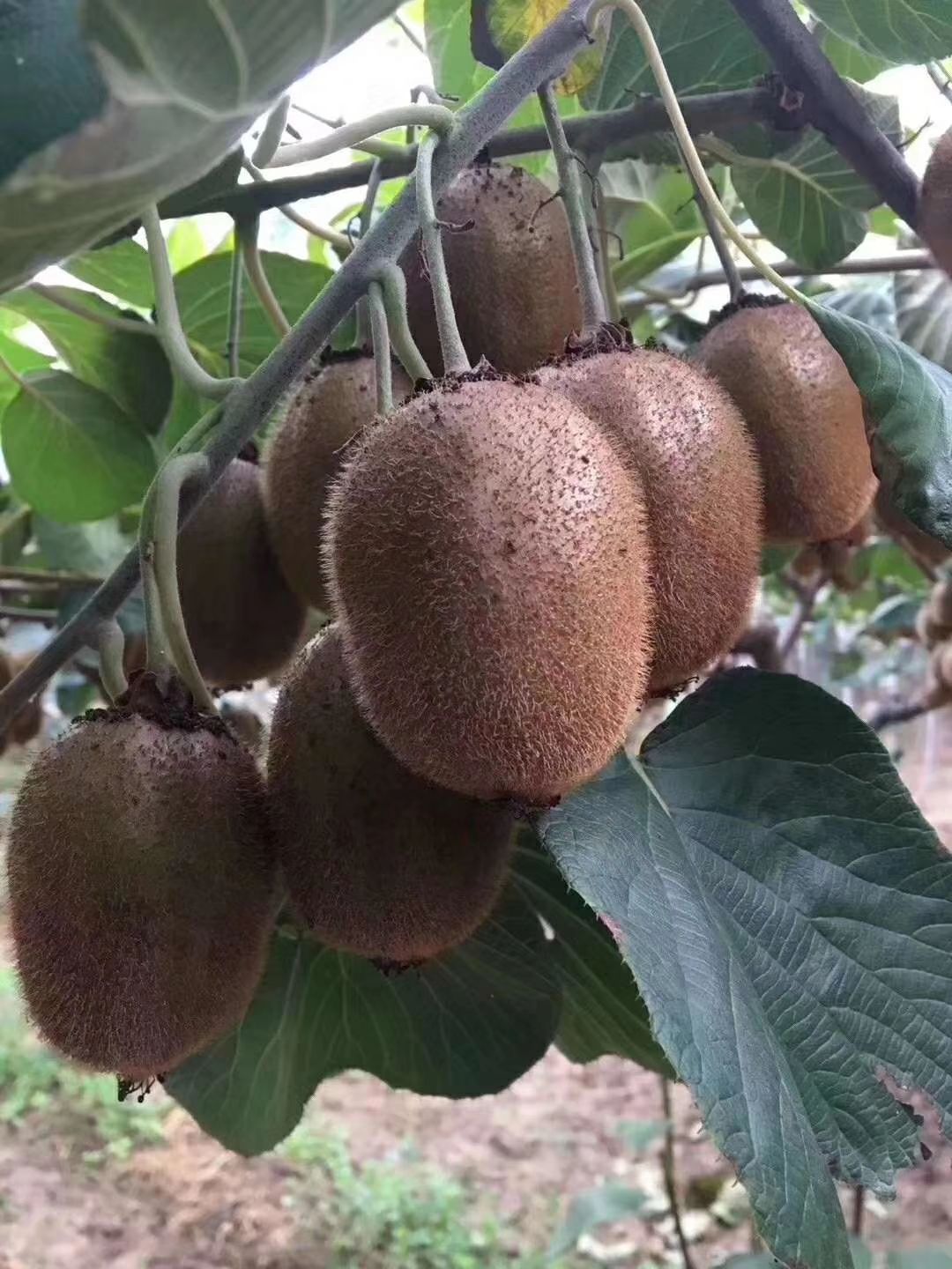 徐香猕猴桃优质果vc之王10斤装80克以上大果一件代发