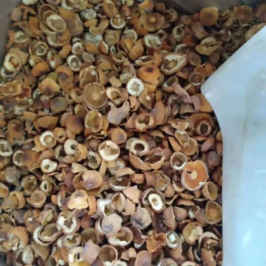 丘北县 姬松茸菇帽金黄色