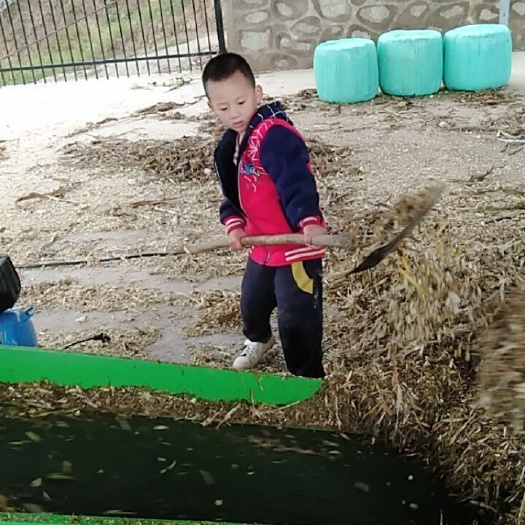 玉米青贮草 人工收割青贮草