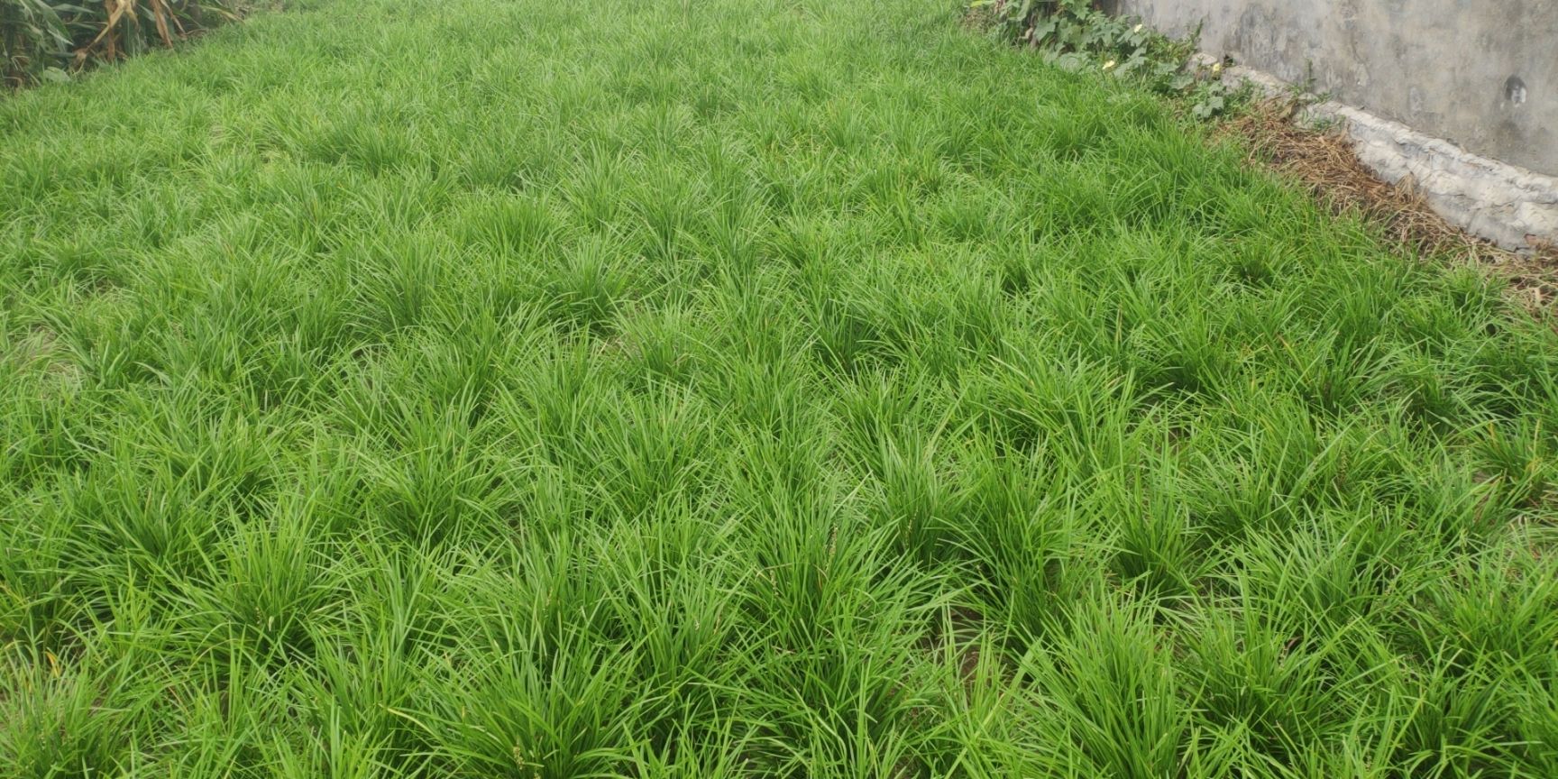 麦冬草坪(麦冬草坪专用除草剂)