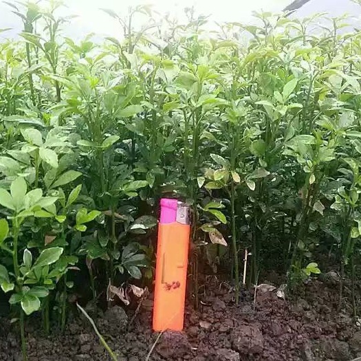 阳朔县枸橘苗  枳壳新苗 枳壳小苗 枳壳芽苗 枸橘芽苗 枸橘芽苗可以坐地嫁接