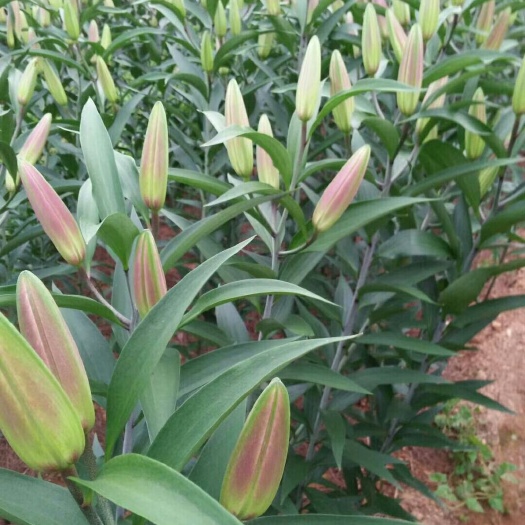 昆明百合花 罗宾B