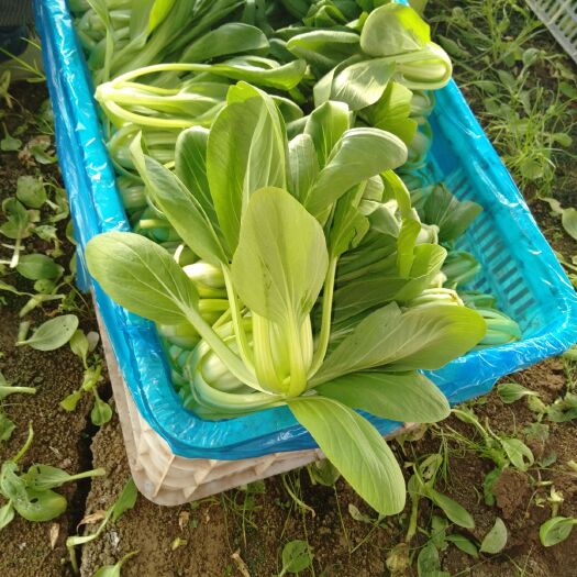 南通上海青 食堂菜加工厂食品厂专用