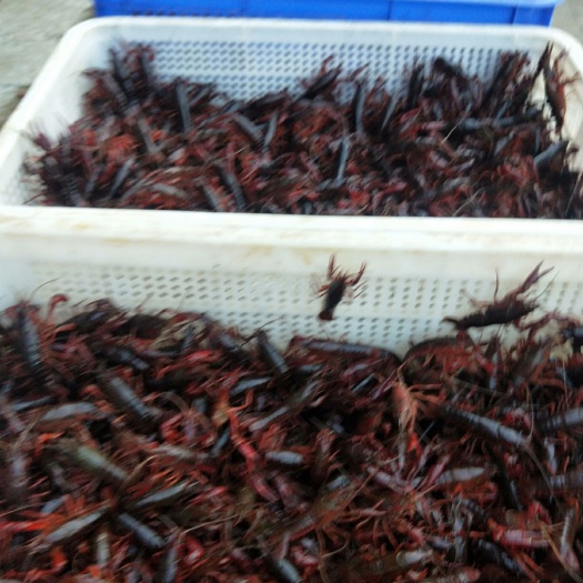 监利市龙虾苗 漂亮的湖苗，正在热卖中
