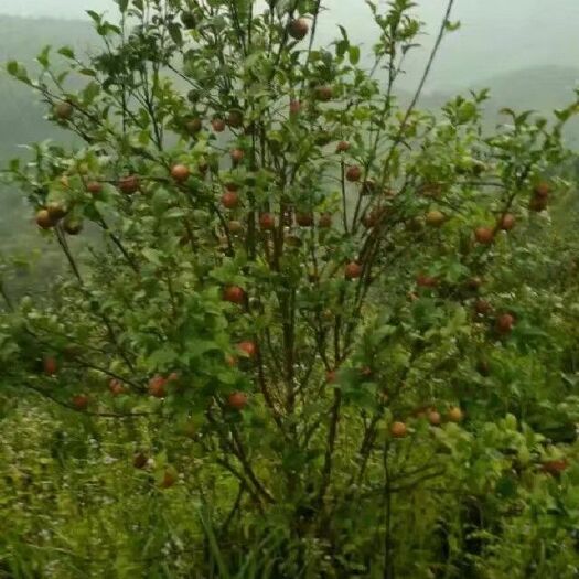 和平县有机山茶油 天然深山茶籽油！纯茶油，质量保证！