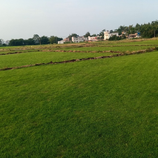凯里市马尼拉草皮 大量A货 马尼拉