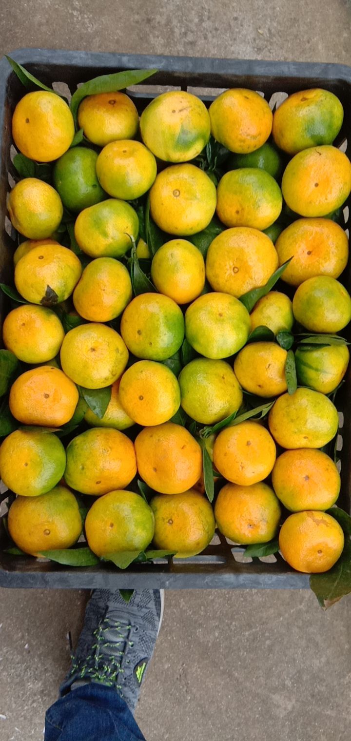 城固县陕西柑橘蜜桔叶橘大量上市，皮薄肉厚，一手货源，市场货电商货。