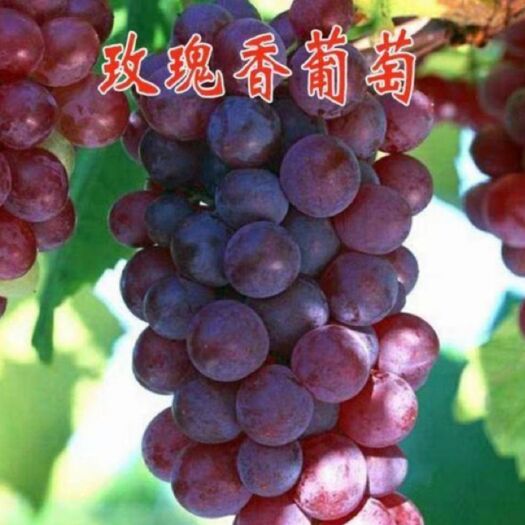 新泰市玫瑰香葡萄苗 玫瑰香葡萄嫁接苗，当年结果，品种纯正，全国包邮，免费送种植技