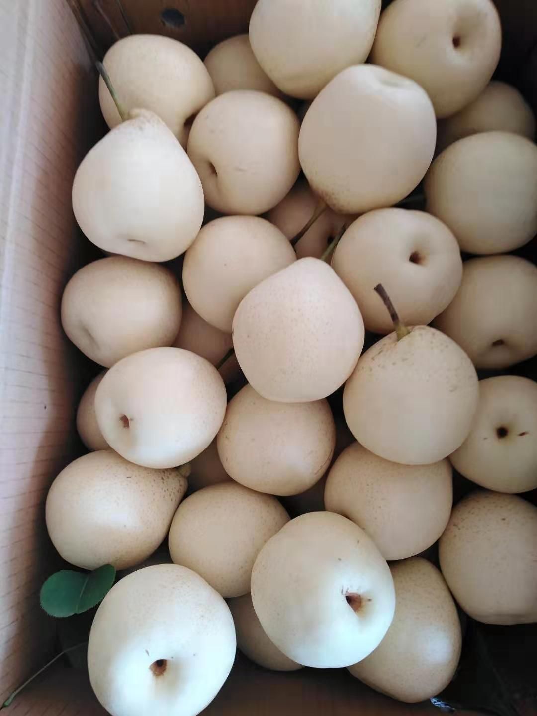🥇河北鸭梨❗️水晶梨❗️热卖产品⭐️⭐️⭐️⭐️⭐️