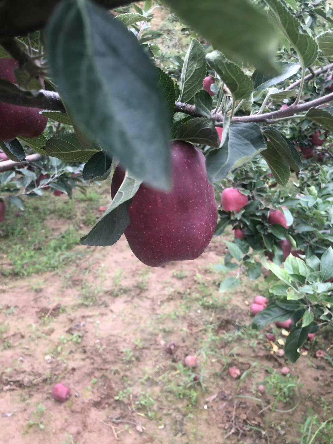  甘肃天水花牛苹果