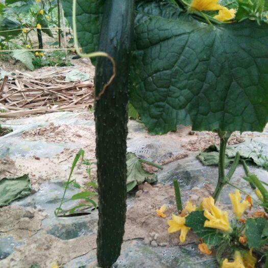 南宁小黄瓜 25~35cm