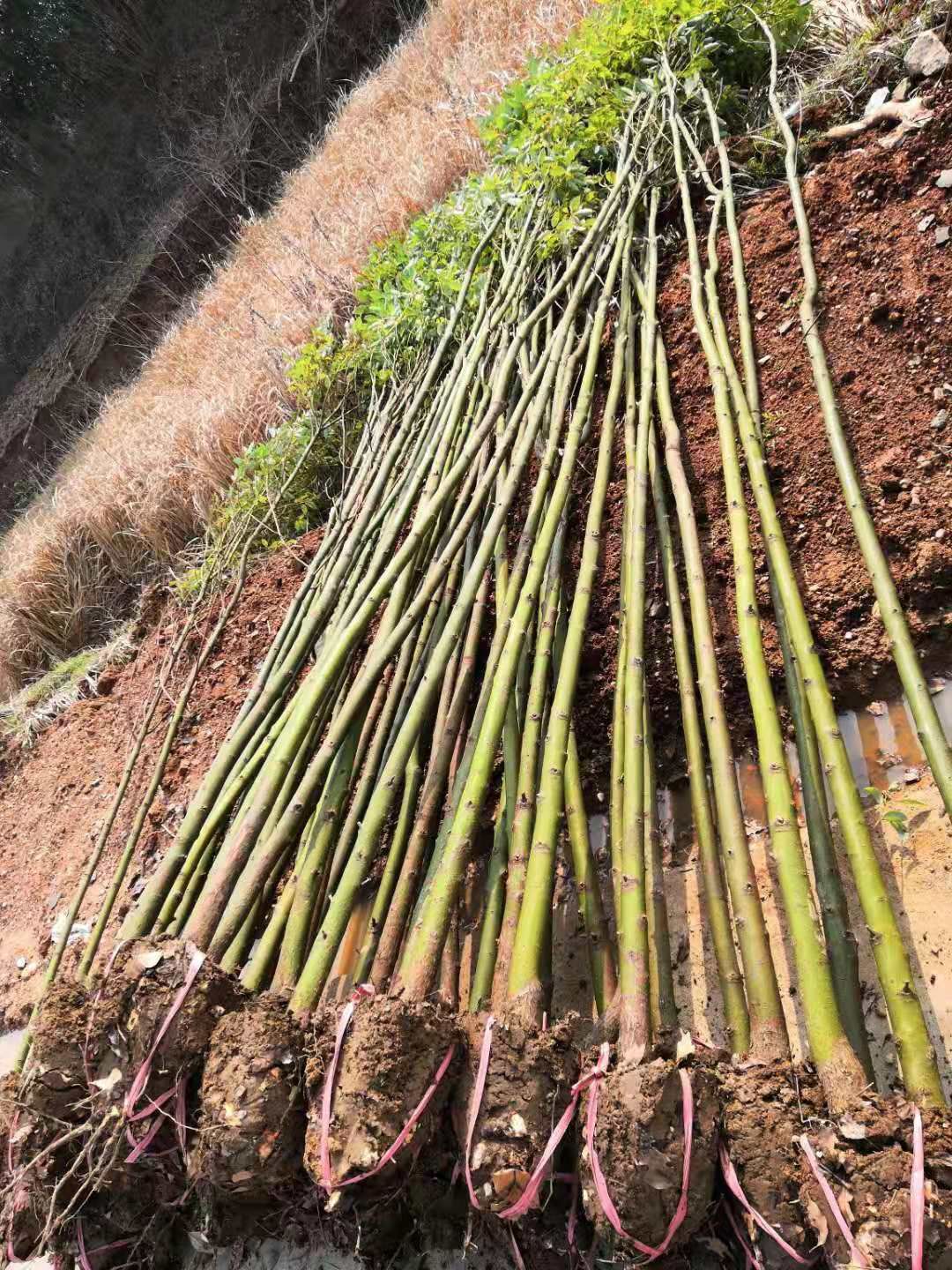  香樟小叶樟